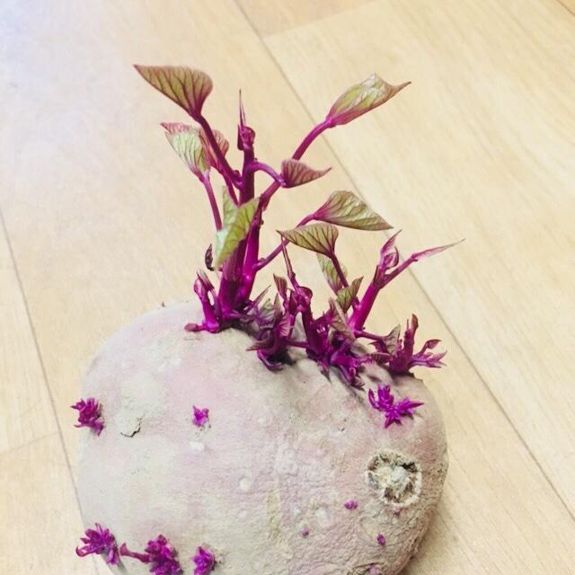 菠萝落落落落落