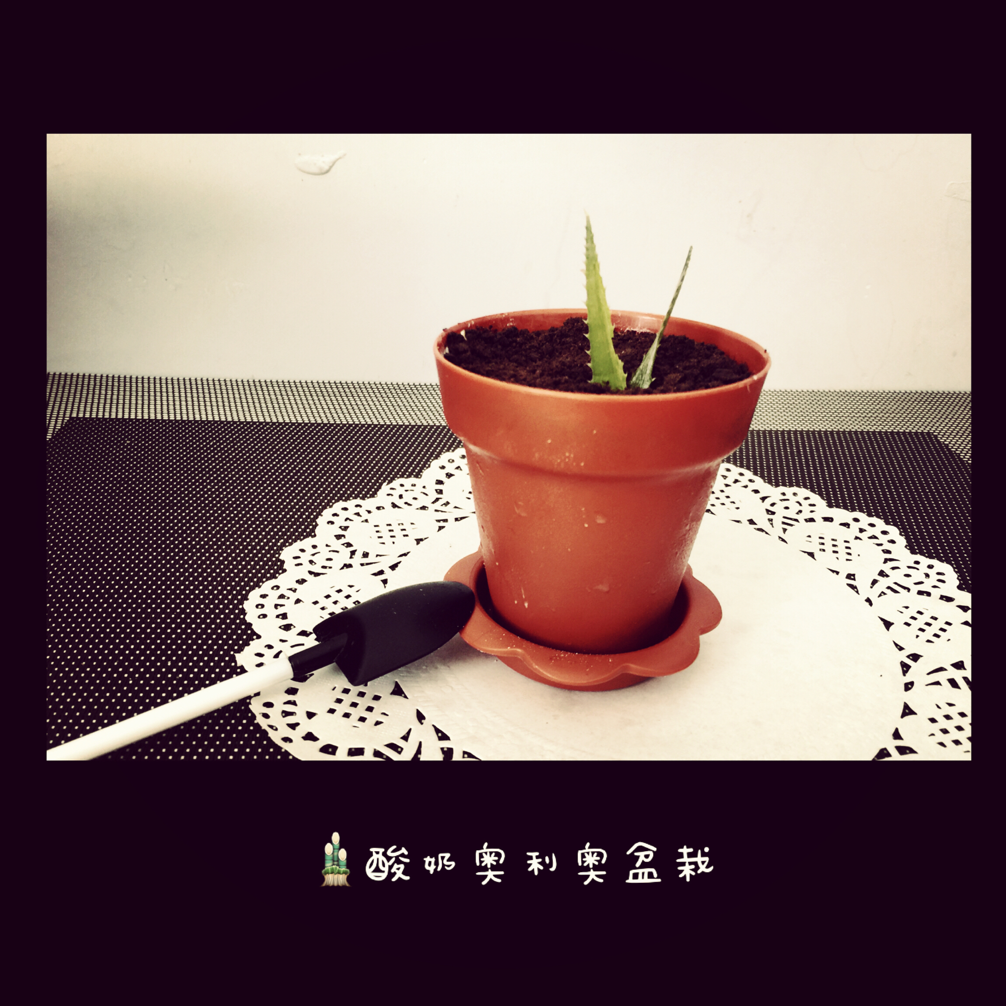 奥利奥酸奶盆栽