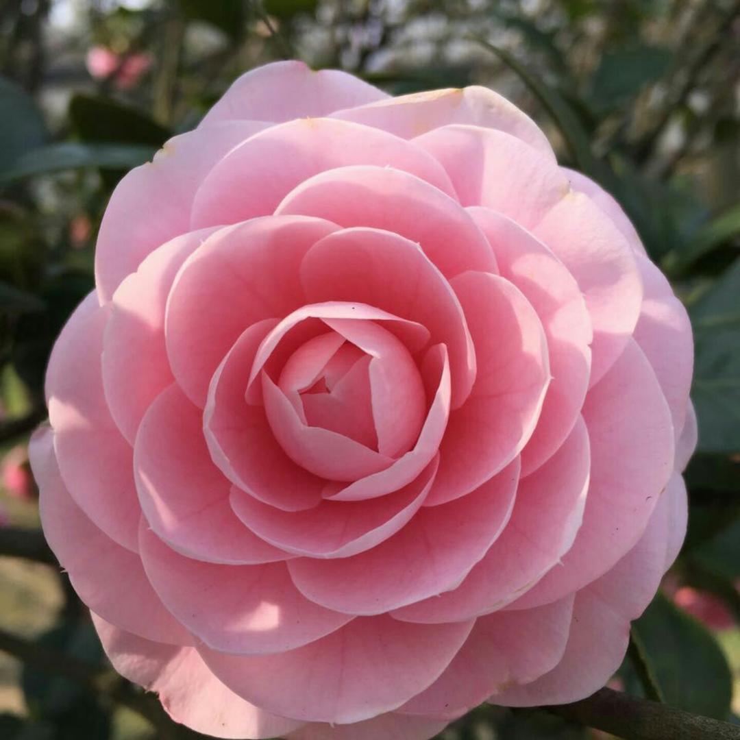 狐狸洞里的老狐狸