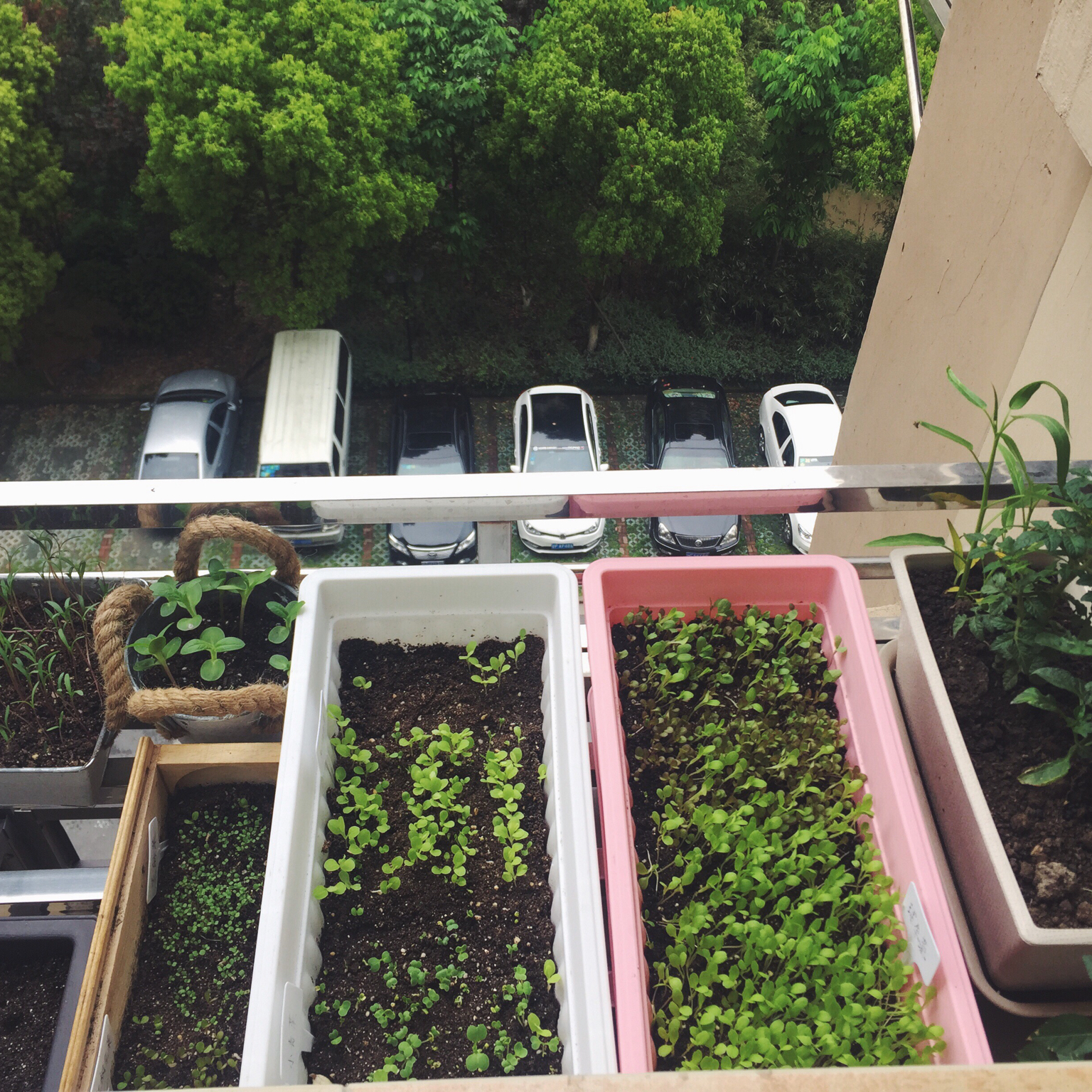 生菜（色拉用）生长记