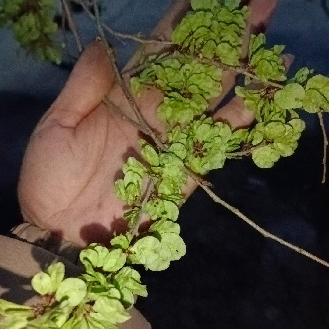 春天的馈赠 蒸树叶