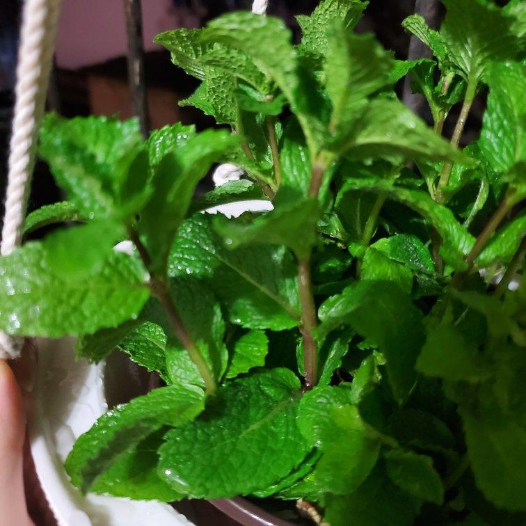 薄荷种植手册，如何把你的薄荷养到爆盆