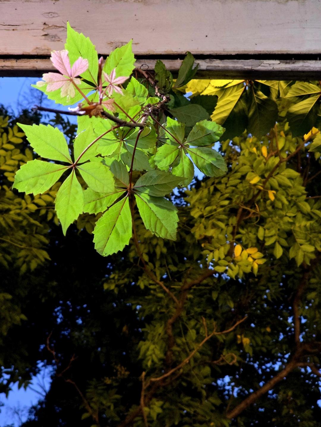 油泼粉丝笔管的做法