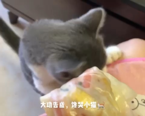 馋哭猫咪的饺子皮春卷