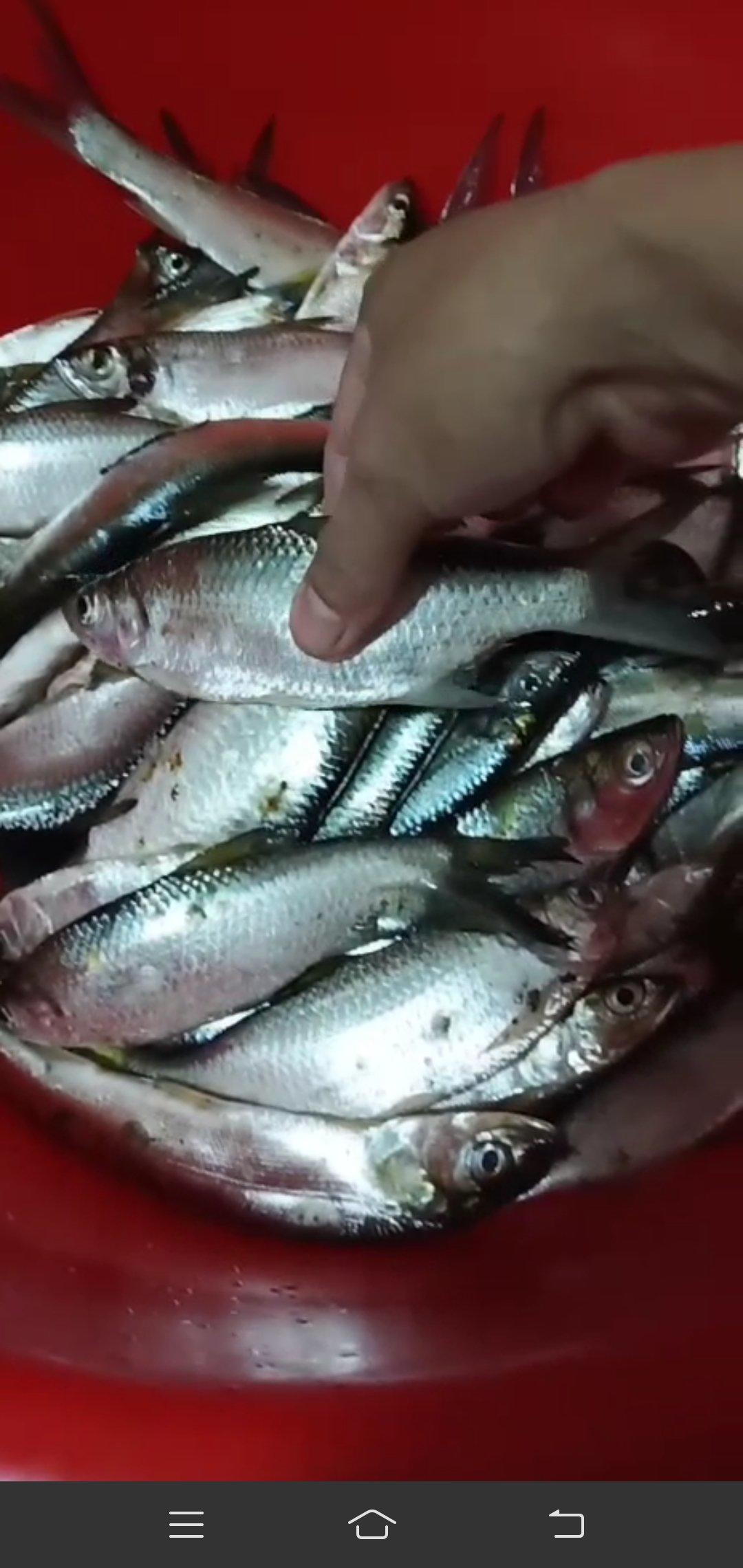 媲美罐头的豆豉鱼（多种鱼可做）