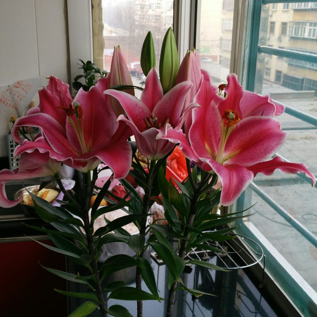 四郎熏肉家的谷姐姐