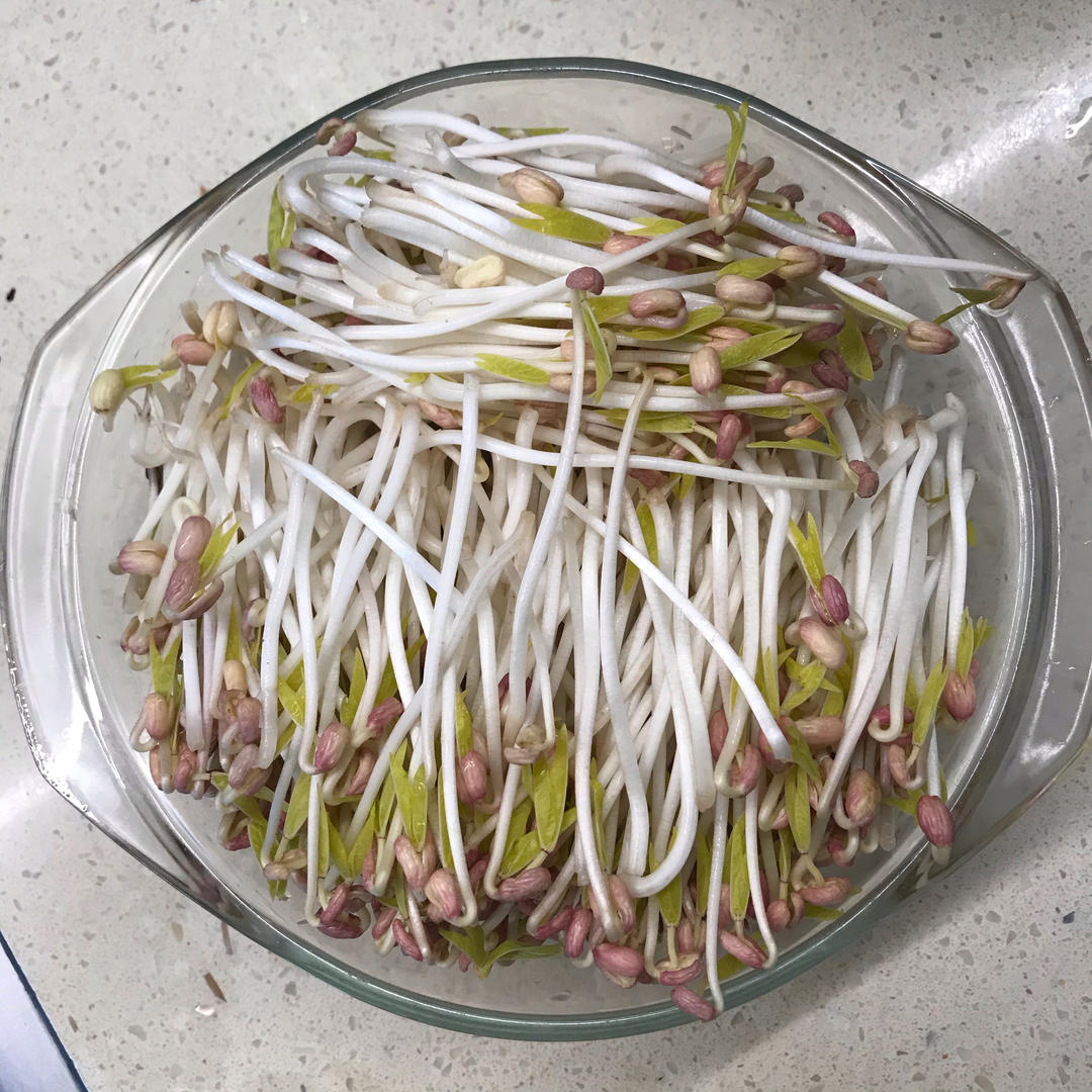 自发绿豆芽