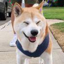 背起背包带上柿子滚