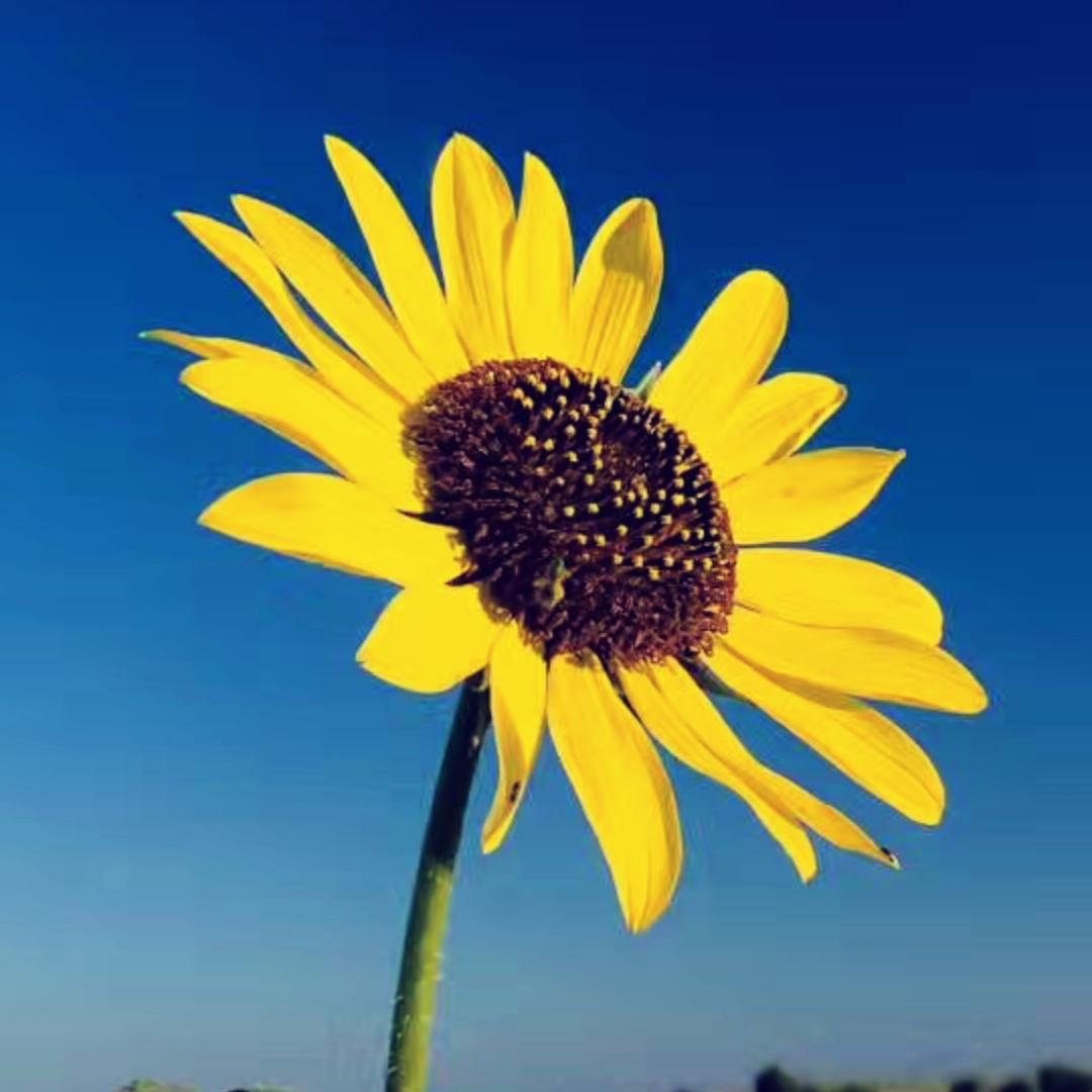 绽放的微笑_nb47