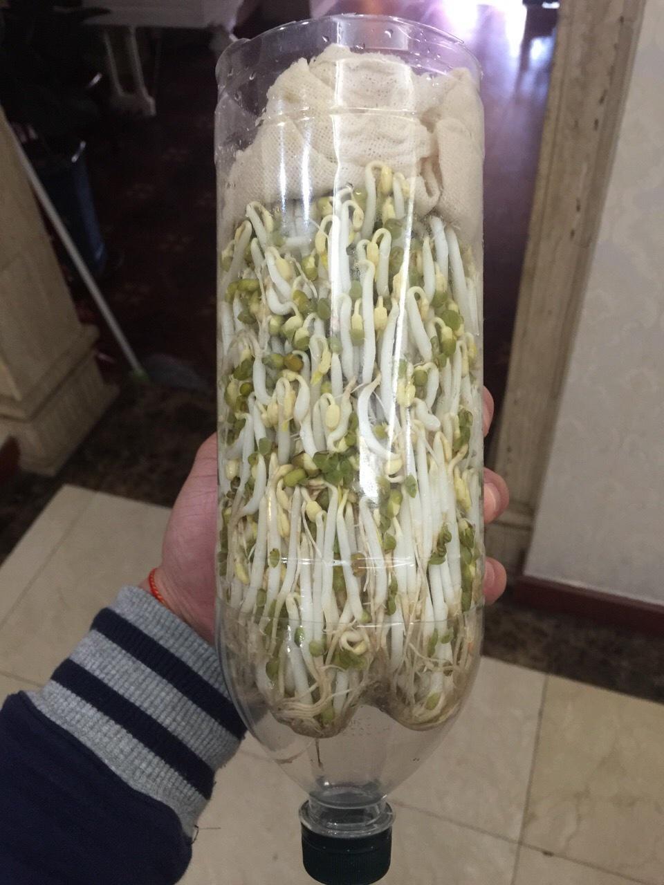 自发豆芽的做法