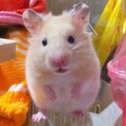 罐头外的仓鼠梨