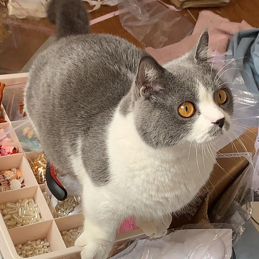 鸭子的吐槽日常