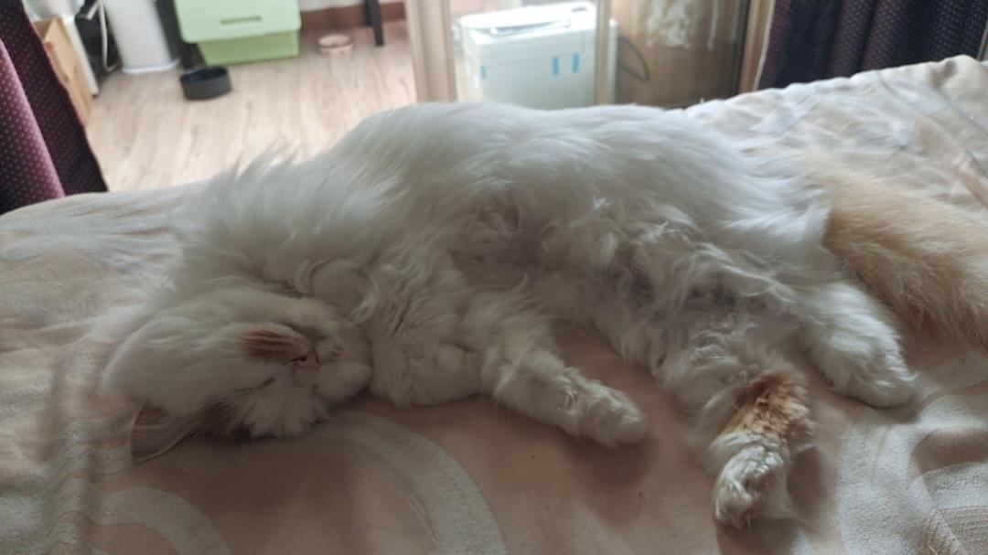 孙猫的旺酱