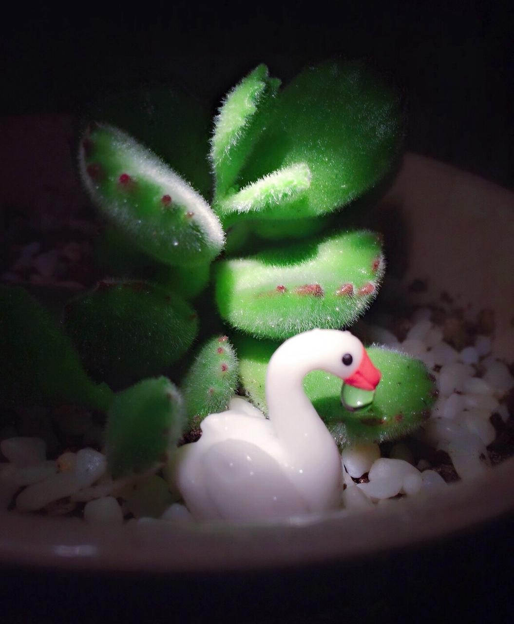 创意盘饰【白天鹅】