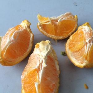 科学的徒手掰橙子的做法 步骤6