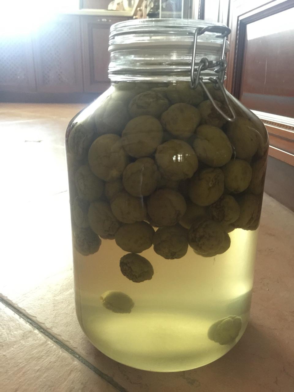 【青梅酒】梅子的沉醉时光（已填坑）