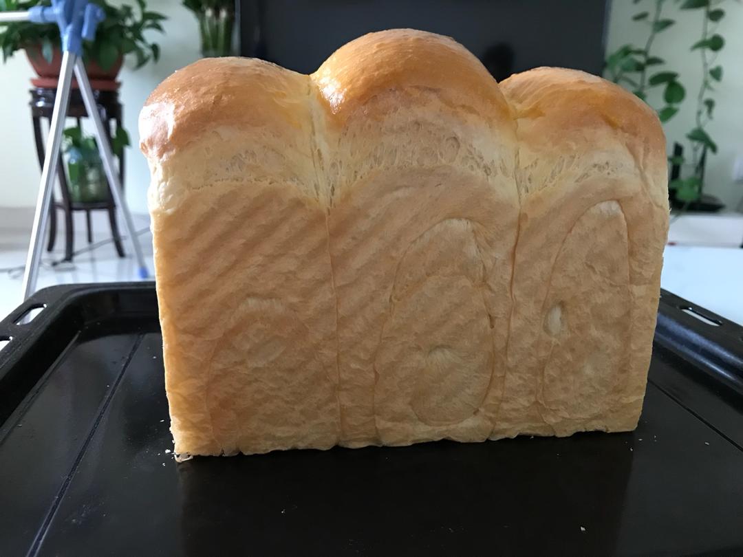 夺命软吐司(๑´ڡ`๑)超软拉丝极速方便的一次发酵吐司