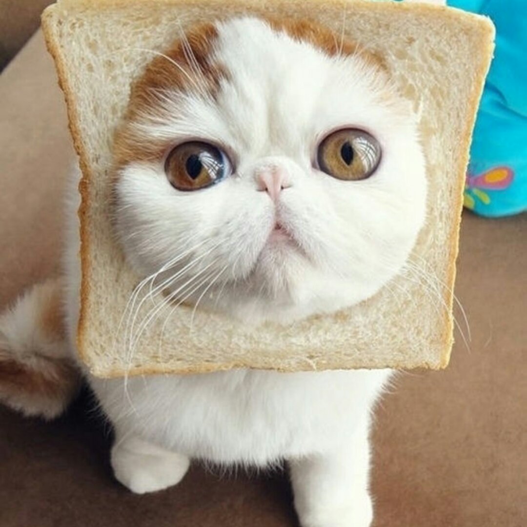 豆豆桔子爱手作的厨房