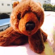 柏林动物园的熊