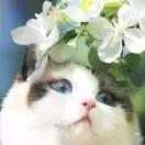 Fish鱼BlueBlueBlue