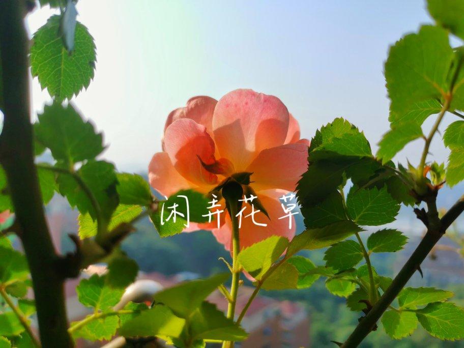 如何煮玉米更好吃