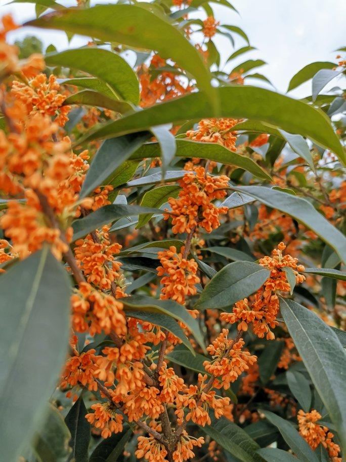 桂花蜜