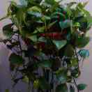7053_zoft