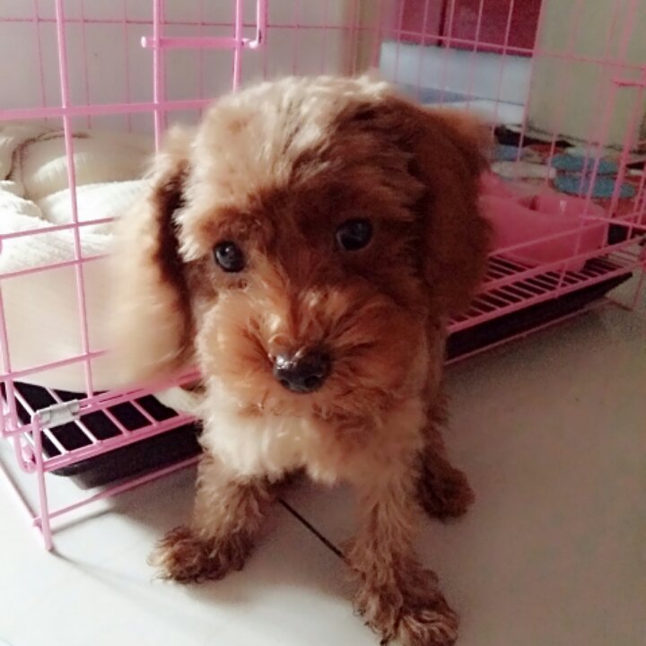 三个月的狗狗饭