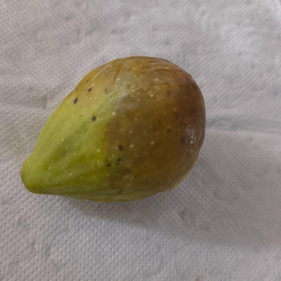 194 芭劳奈/巴劳耐/Babane香蕉无花果大芭,大果型,棕黄皮红肉的做法