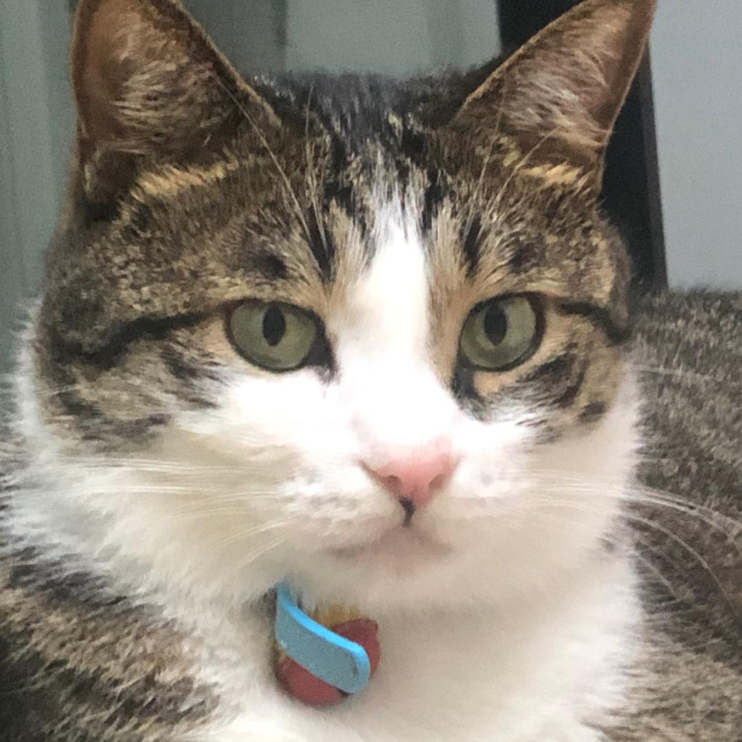 黑米糕的饲养员