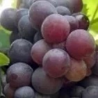寻根的葡萄
