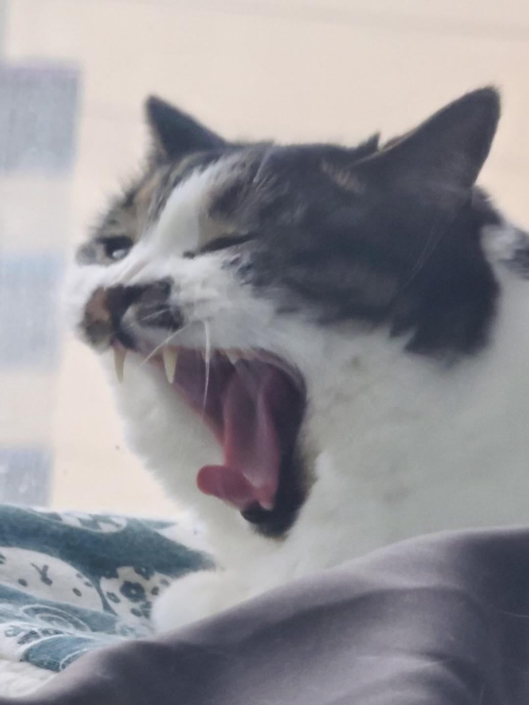 可可木糖醇
