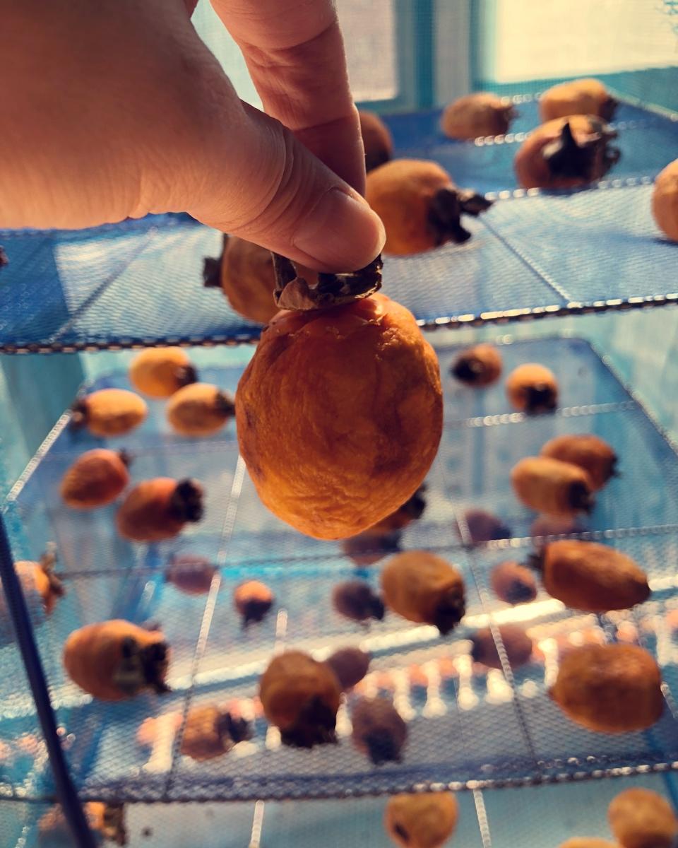 自制柿饼（圆柿饼）