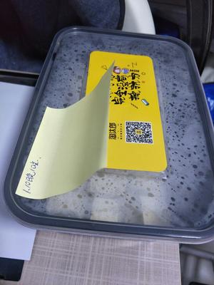 豆腐乳(无菌粉版)家庭小试的做法 步骤5