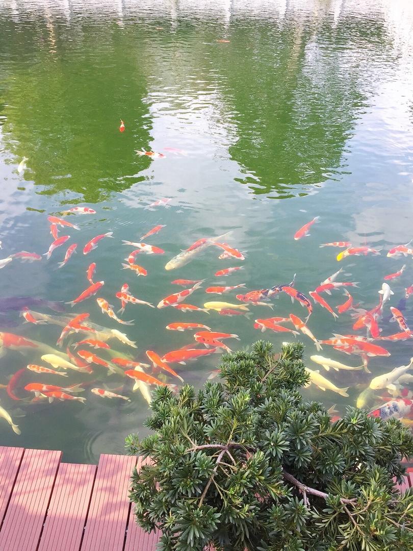 金鱼小馄饨包法