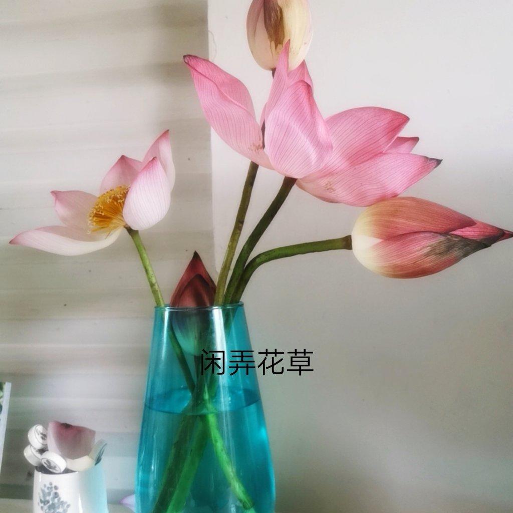 泡一杯有仙气的荷花水