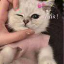 Alie__64kz