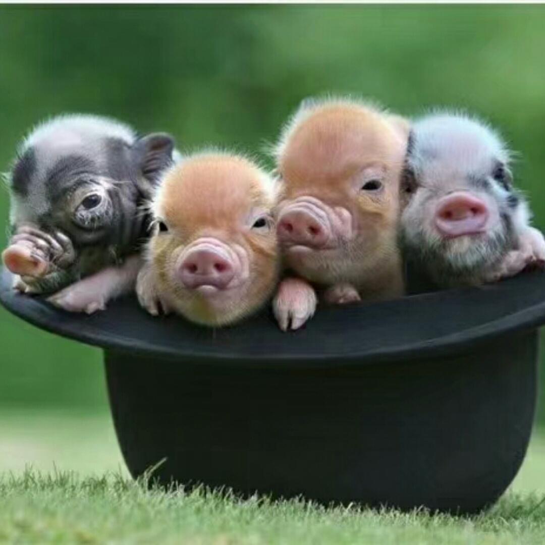 快乐煮妇傻猪猪