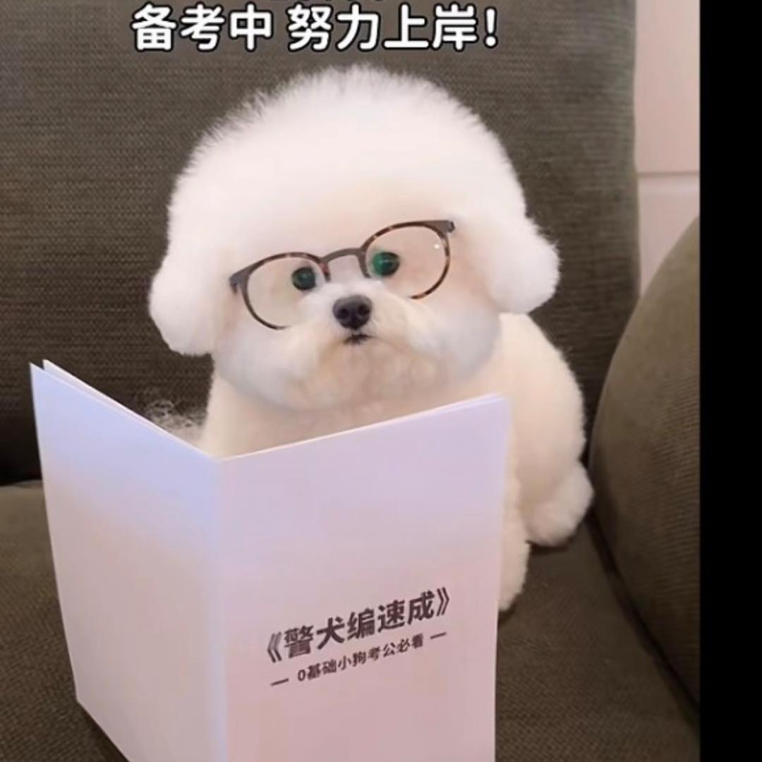 比熊大魔王