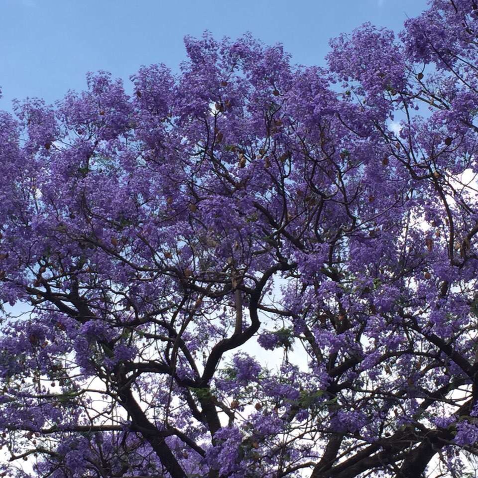 5月的蓝花楹
