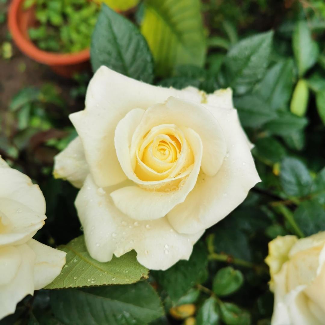 小花小草小贝贝