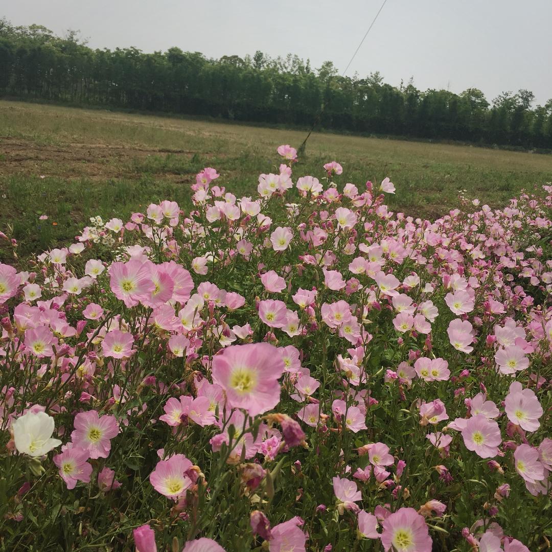 晚餐•2017年5月14日