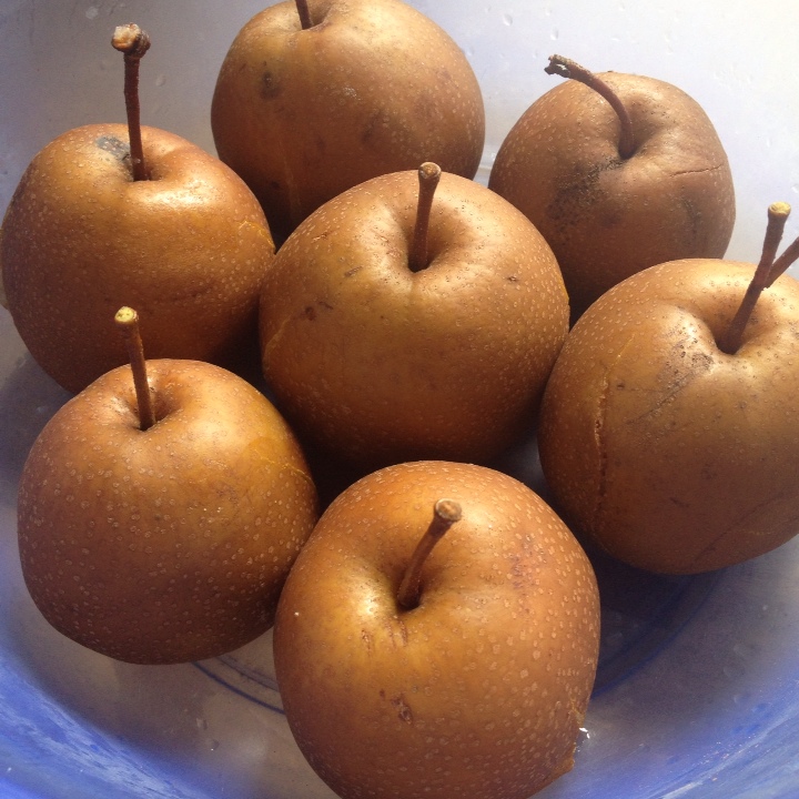 作品 柠檬珍萌做的晚餐2016年8月23日水煮迟禾梨,不知道别的地方有没