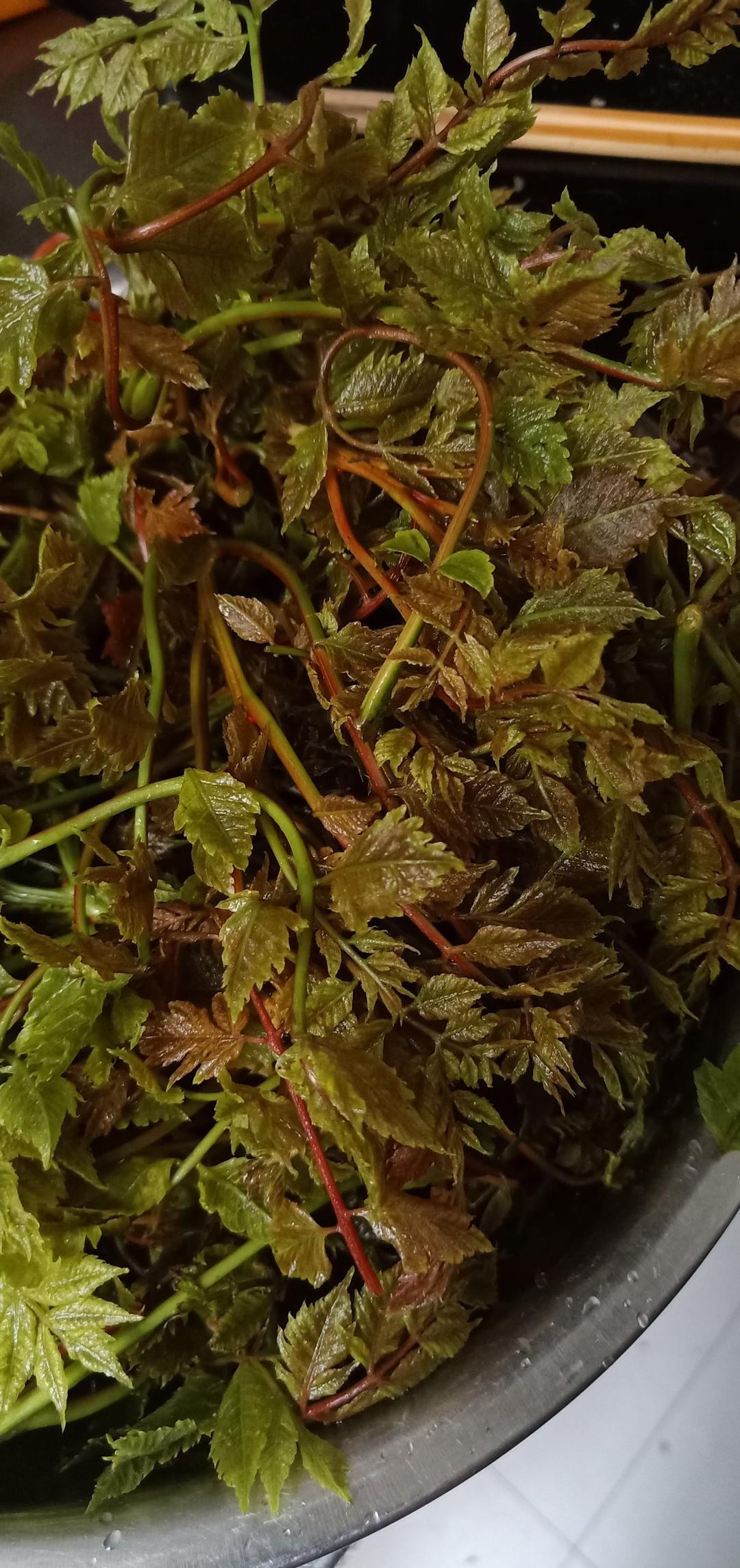 桔子6w2r做的最简单的凉拌菜凉拌木兰芽木栏芽