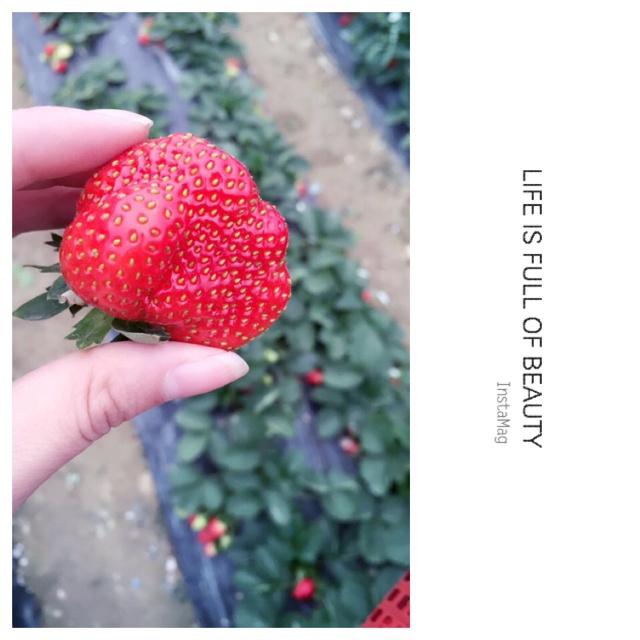 今冬第一颗草莓