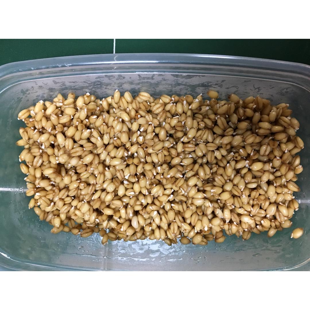 【健康三餐】发芽谷物一碗端公式