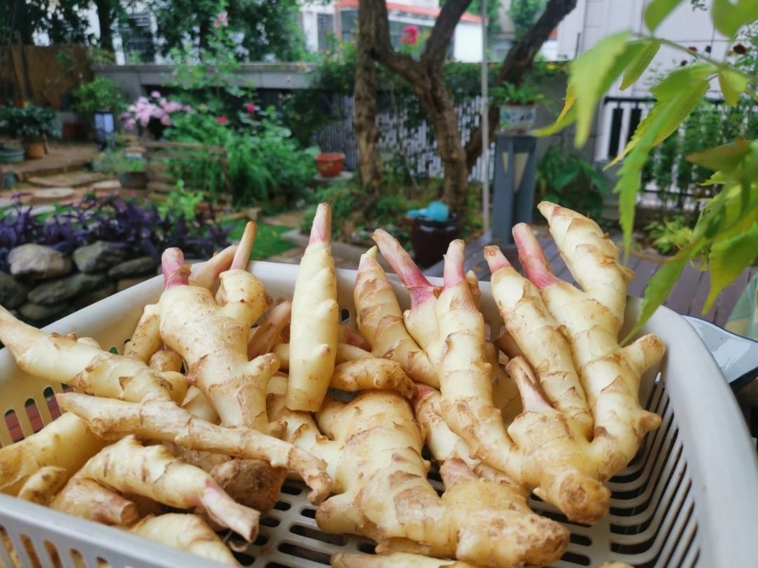 简单又好吃的糖醋嫩姜片