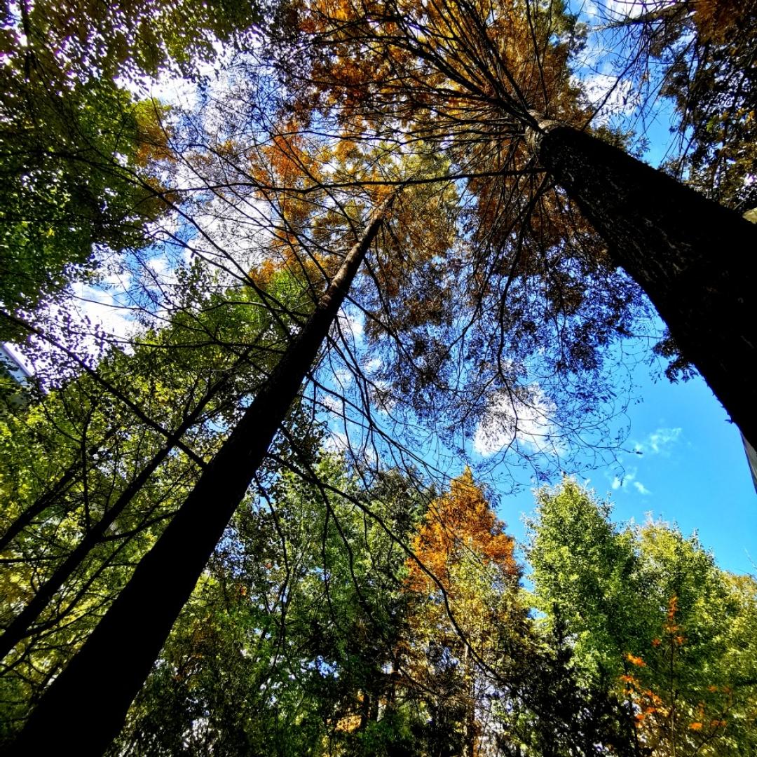 不游泳的小鱼儿