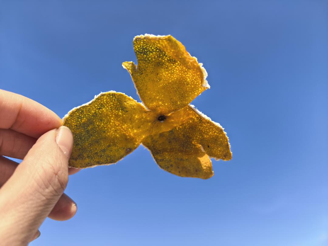 听说在广东，陈皮是像嫁妆一样的存在