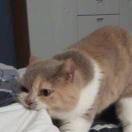 雌蕊